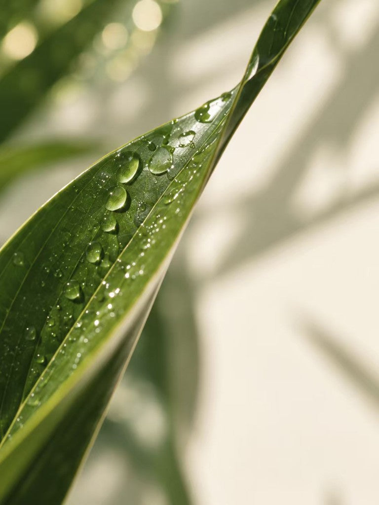 Botanical leaf with water droplets